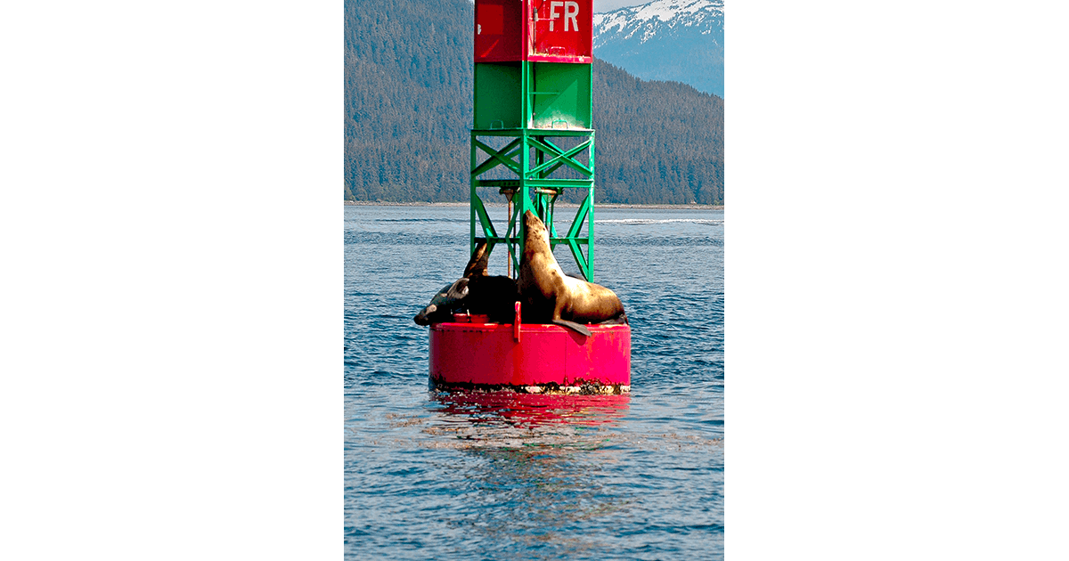 Gliclee print of seals on a buoy