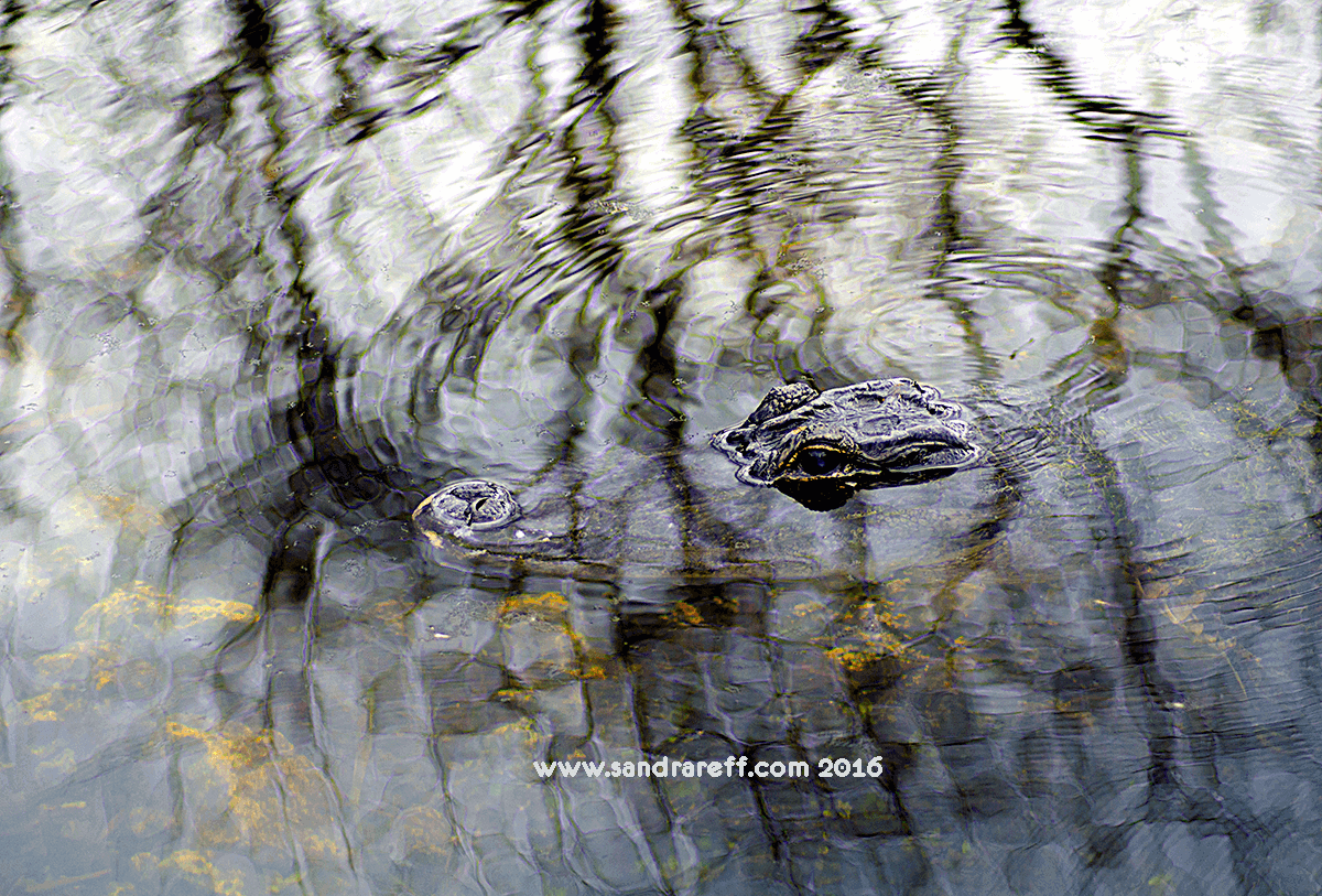 Glicee print of an alligator in the water