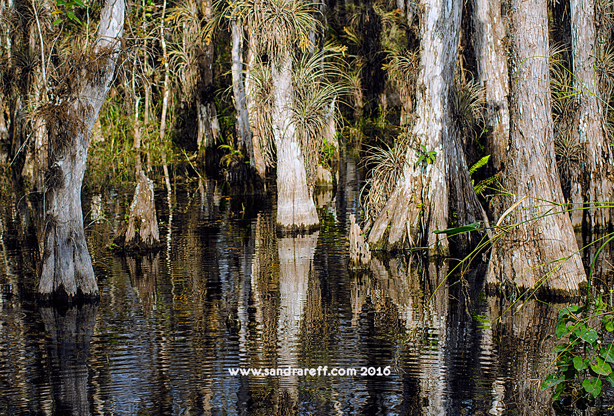 Gliclee print of cypress trees in the swamp